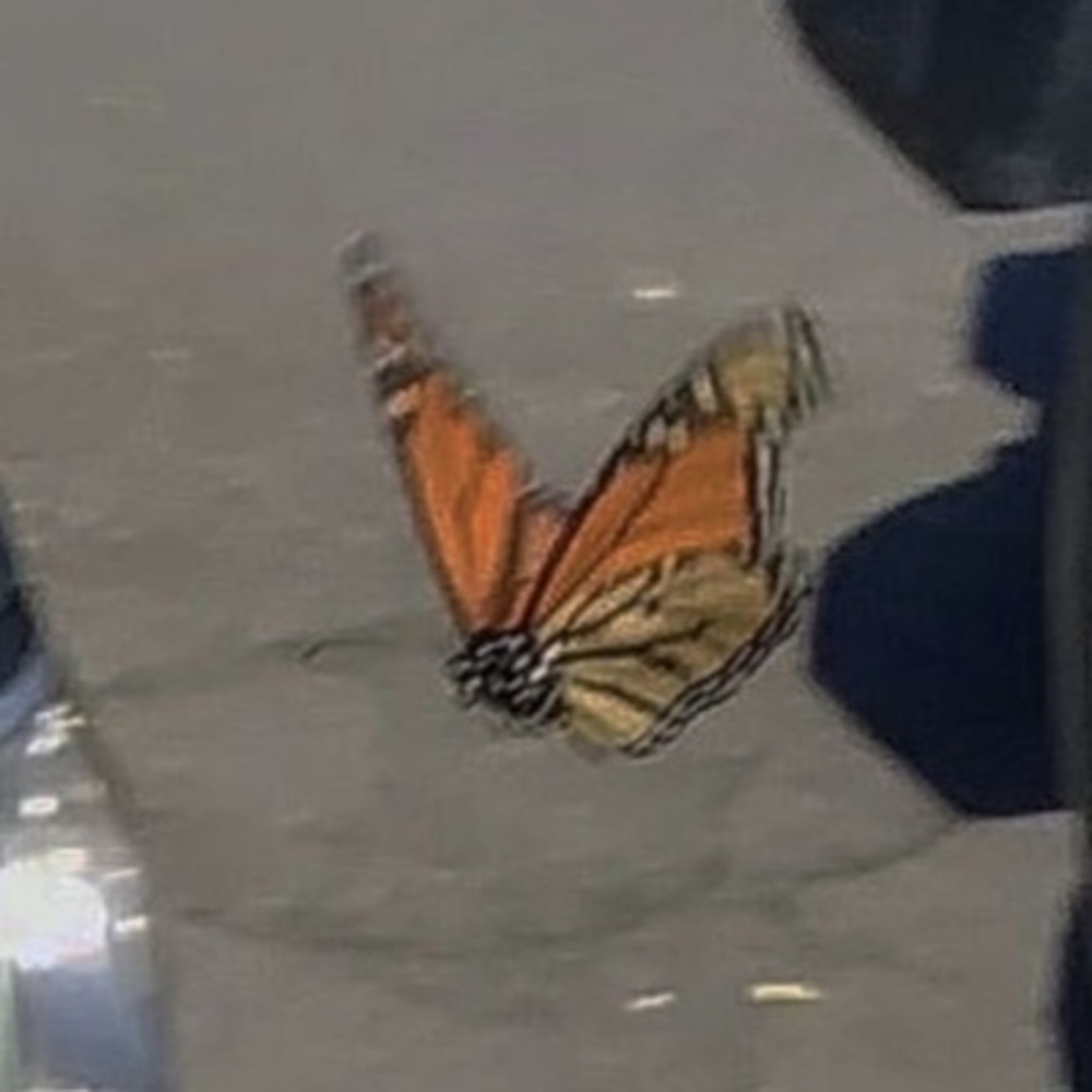 Meet your Posher, Gabi